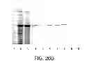 Fig. 32 - Methods For The Detection, Analysis And Isolation of Nascent Proteins