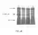 Fig. 36 - Methods For The Detection, Analysis And Isolation of Nascent Proteins