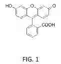 Fig. 02 - Method of dry dye delivery for staining the eye