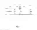 Fig. 06 - Transgenic chicken comprising an inactivated immunoglobulin gene