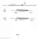 Fig. 07 - Transgenic chicken comprising an inactivated immunoglobulin gene