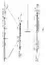 Fig. 06 - Non-human animals expressing pH-sensitive immunoglobulin sequences