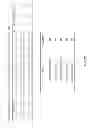 Fig. 41 - Non-human animals expressing pH-sensitive immunoglobulin sequences