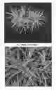Fig. 02 - CAREX PLANT NAME 'SPARK PLUG'