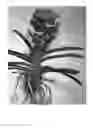 Fig. 02 - Vanda plant named 'SPCDW1209'