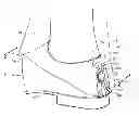 Fig. 01 - Shoe-mounted pants cuff protective device