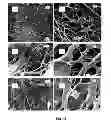Fig. 09 - Bacterial cellulose based ‘green’ composites