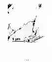 Fig. 02 - Process for preparing stable dispersions of starch particles