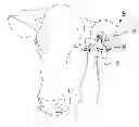 Fig. 01 - Insecticide strip and combination with identification ear tag