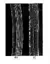 Fig. 01 - HIGH-PERFORMANCE TYRE FOR MOTOR VEHICLE WHEELS