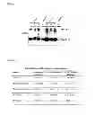 Fig. 02 - Reducing soluble urokinase receptor in the circulation