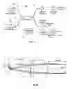 Fig. 02 - Forward-imaging optical coherence tomography (OCT) systems and probes