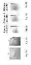 Fig. 08 - Matrix assisted laser desorption ionisation mass spectrometry imaging (MALDI-MSI)