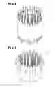 Fig. 06 - COMMUTATOR