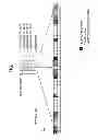 Fig. 02 - Mobile communication system, base station apparatus, user equipment, and method
