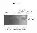 Fig. 17 - Image processing device, an image processing method and a program to be used to implement the image processing