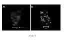 Fig. 04 - Conjugated polyelectrolyte capsules: light activated antimicrobials