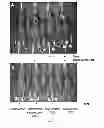 Fig. 02 - Method for imaging a site of arthritis in an animal