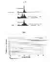 Fig. 09 - METHOD FOR EXPANDING CD4+CD25+T REGULATOR CELLS