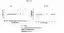 Fig. 26 - Optimized antibodies that target CD19