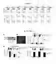 Fig. 02 - Treatment and bioluminescent visualization using multimodal TRAIL molecules