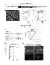 Fig. 06 - Treatment and bioluminescent visualization using multimodal TRAIL molecules