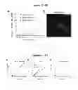 Fig. 07 - Treatment and bioluminescent visualization using multimodal TRAIL molecules