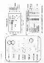 Fig. 13 - Methods and compositions for the treatment of proliferative disorders