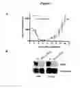 Fig. 08 - Methods for treating castration resistant prostate cancer and metastasis by reducing B-cell number and/or function
