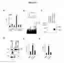 Fig. 28 - Methods for treating castration resistant prostate cancer and metastasis by reducing B-cell number and/or function