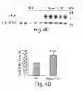 Fig. 09 - METHODS AND COMPOSITONS FOR REGULATING IRON HOMEOSTASIS BY MODULATION OF BMP-6