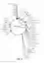 Fig. 09 - Human TIMP-1 Antibodies