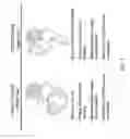 Fig. 05 - HERCEPTIN® ADJUVANT THERAPY