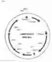 Fig. 03 - Recombinant expressing colonization factor antigen I (CFA/I) fimbriae and their methods of use