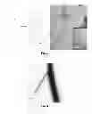 Fig. 03 - Vaccine adjuvants from self-assembling peptides