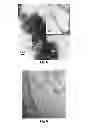 Fig. 04 - Vaccine adjuvants from self-assembling peptides
