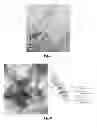 Fig. 05 - Vaccine adjuvants from self-assembling peptides