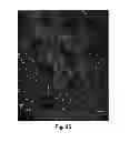 Fig. 17 - Vaccine adjuvants from self-assembling peptides