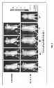 Fig. 03 - Self-assembling nanoparticles for the release of bisphosphonates in the treatment of human cancers
