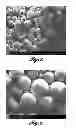 Fig. 02 - POLYMER MICROSPHERE COMPOSITIONS FOR LOCALIZED DELIVERY OF THERAPEUTIC AGENTS