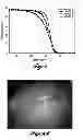 Fig. 06 - POLYMER MICROSPHERE COMPOSITIONS FOR LOCALIZED DELIVERY OF THERAPEUTIC AGENTS