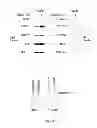 Fig. 03 - Modulators of HSP70/DnaK function and methods of use thereof