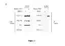 Fig. 08 - Modulators of HSP70/DnaK function and methods of use thereof