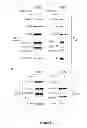 Fig. 12 - Modulators of HSP70/DnaK function and methods of use thereof