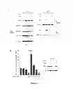 Fig. 13 - Modulators of HSP70/DnaK function and methods of use thereof