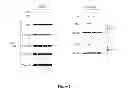 Fig. 14 - Modulators of HSP70/DnaK function and methods of use thereof