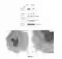 Fig. 18 - Modulators of HSP70/DnaK function and methods of use thereof