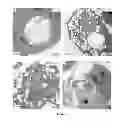 Fig. 19 - Modulators of HSP70/DnaK function and methods of use thereof