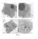 Fig. 21 - Modulators of HSP70/DnaK function and methods of use thereof