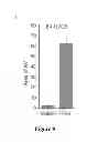 Fig. 23 - Modulators of HSP70/DnaK function and methods of use thereof